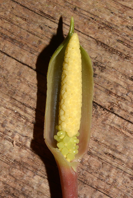 Homalomena beccarii