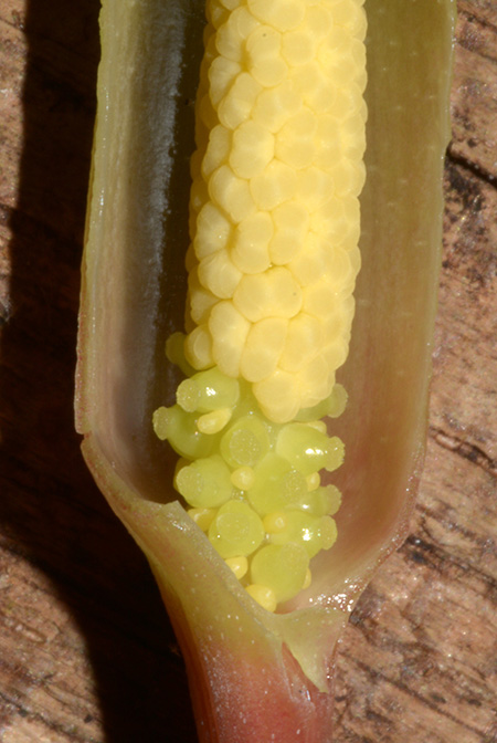 Homalomena beccarii