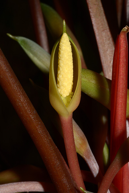 Homalomena beccarii
