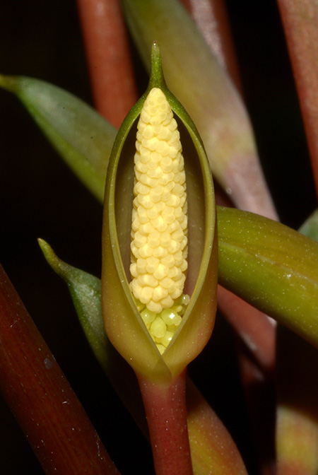 Homalomena beccarii