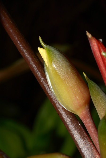 Homalomena beccarii
