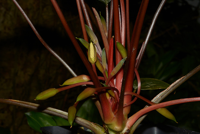 Homalomena beccarii