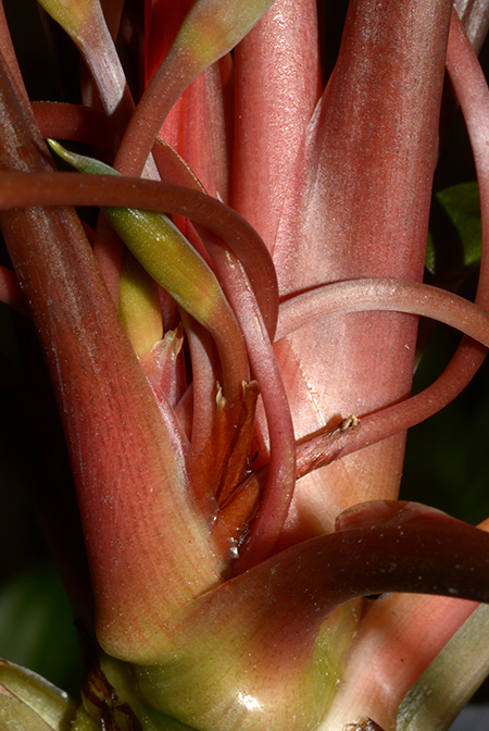 Homalomena beccarii
