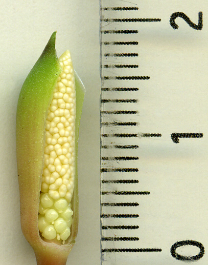 Homalomena corneri