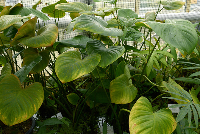 Homalomena expedita