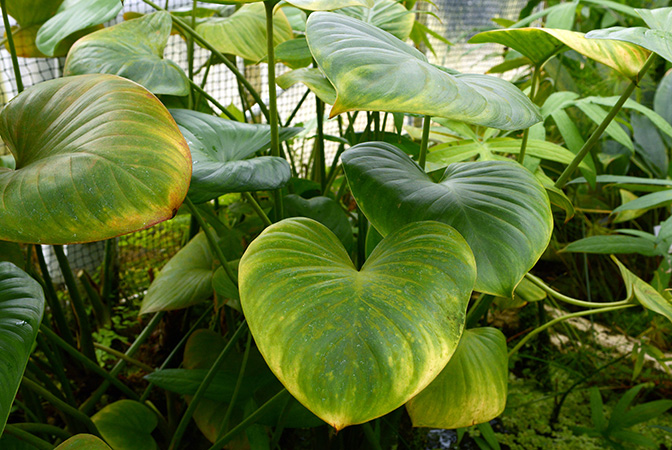 Homalomena expedita