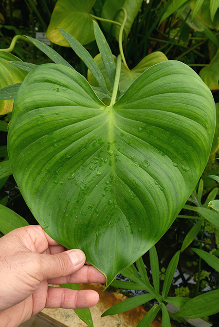 Homalomena expedita