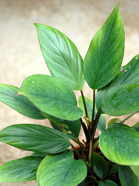 Homalomena griffithii