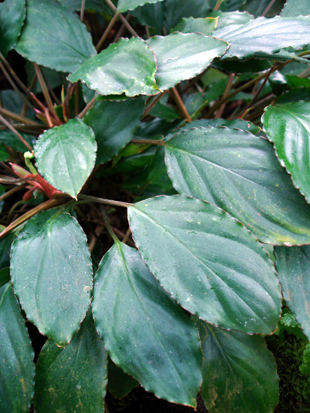 Homalomena humilis