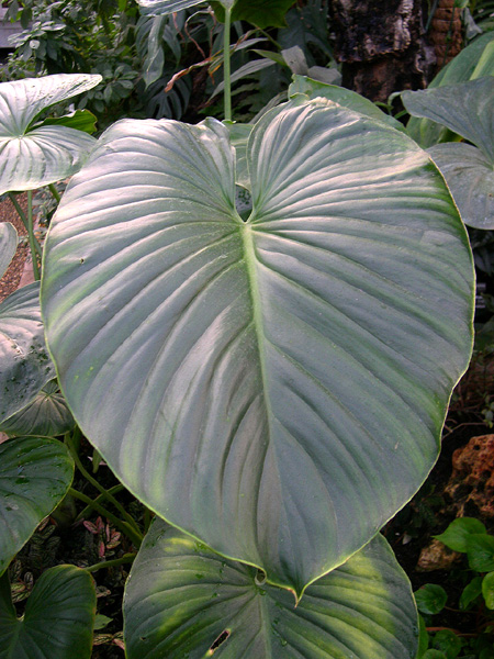 Homalomena pendula