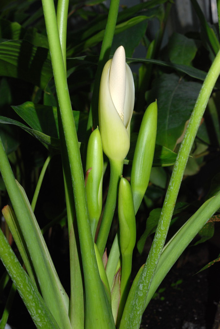 Homalomena pendula