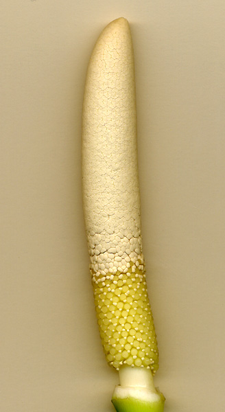 Homalomena pendula