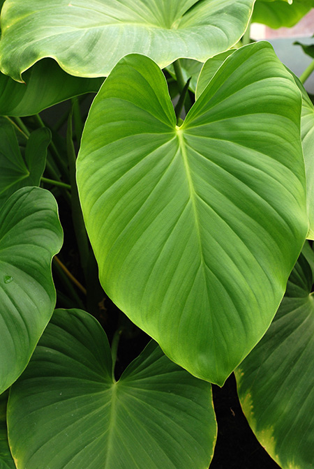 Homalomena philippinensis