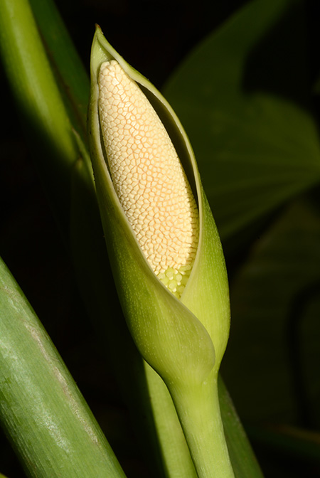 Homalomena philippinensis