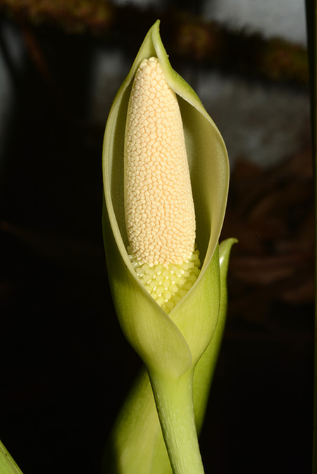 Homalomena philippinensis