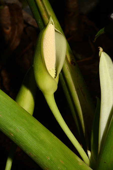 Homalomena philippinensis