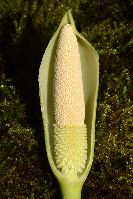Homalomena philippinensis