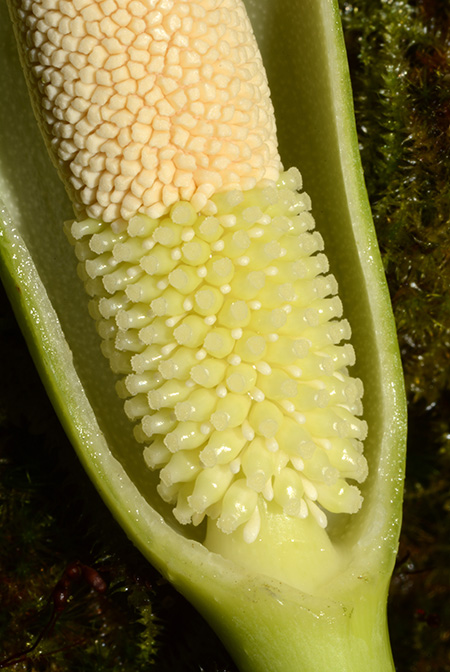 Homalomena philippinensis