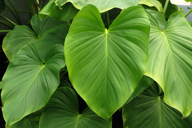 Homalomena philippinensis