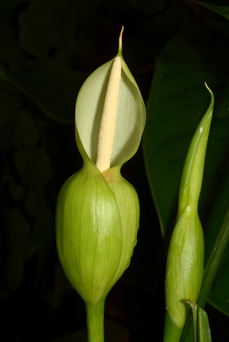 Homalomena rostrata