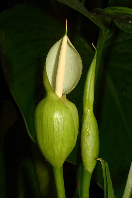 Homalomena rostrata