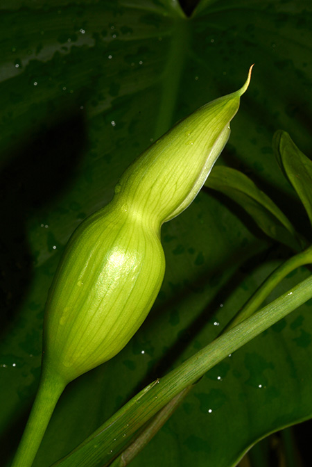 Homalomena rostrata
