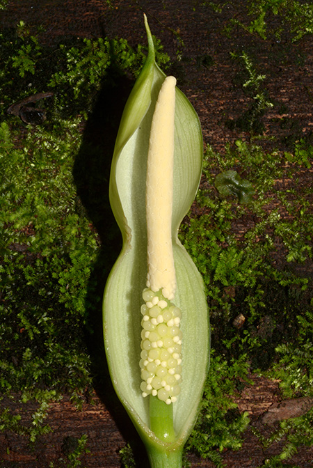 Homalomena rostrata