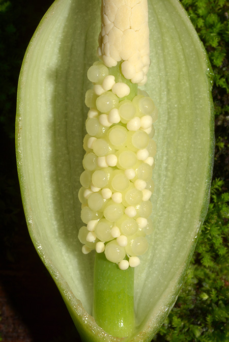 Homalomena rostrata