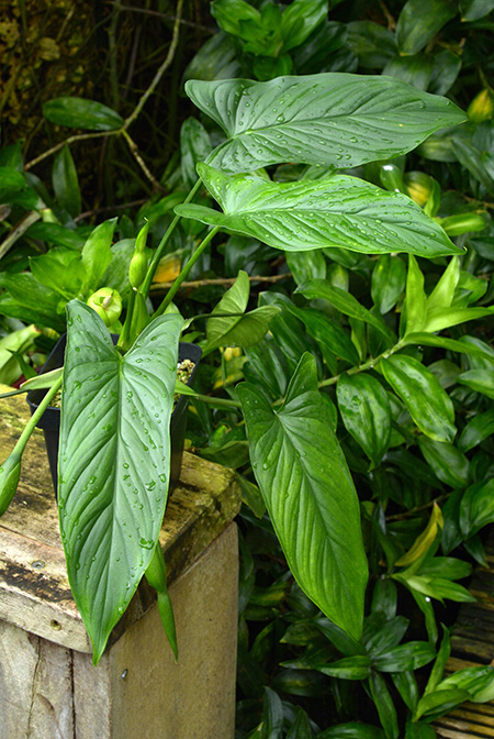 Homalomena rostrata