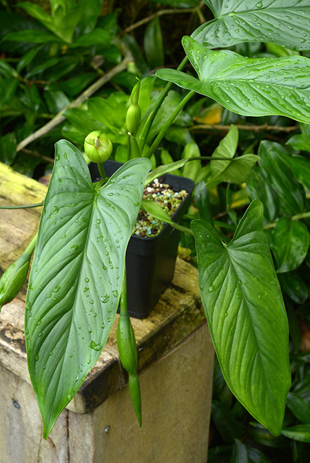 Homalomena rostrata