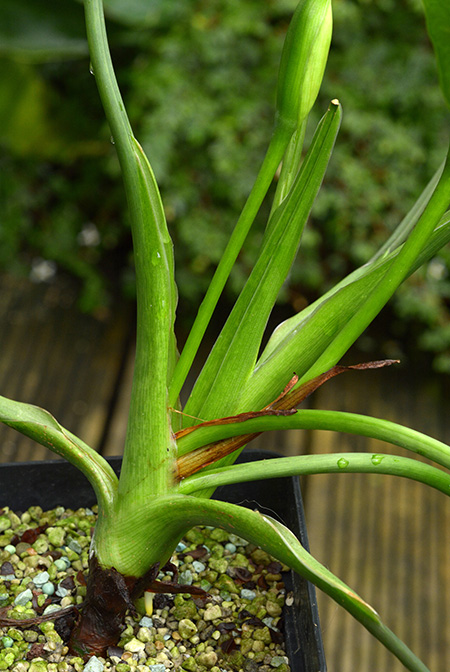 Homalomena rostrata