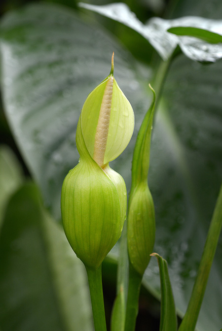 Homalomena rostrata