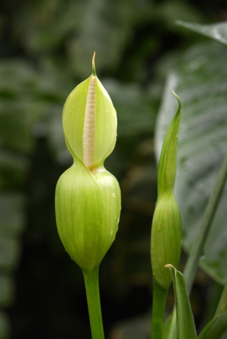 Homalomena rostrata