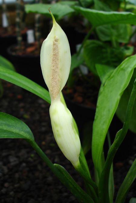 Homalomena rostrata