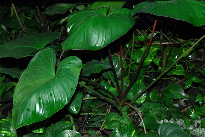 Homalomena rubescens