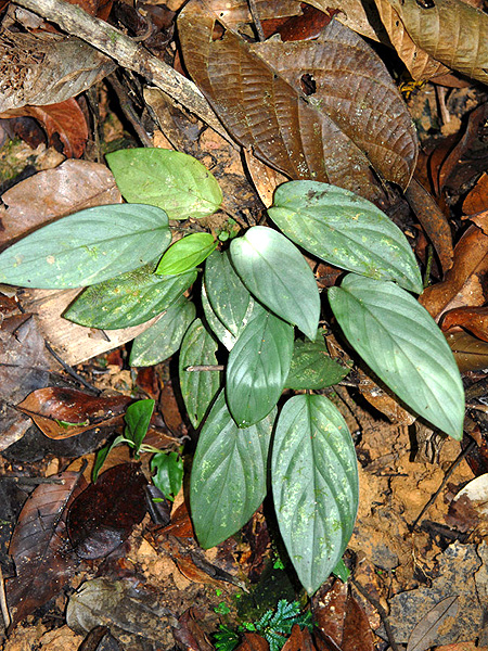 Homalomena corneri