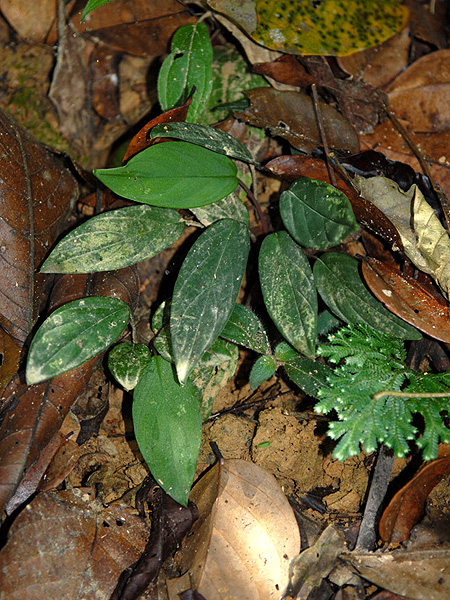 Homalomena corneri