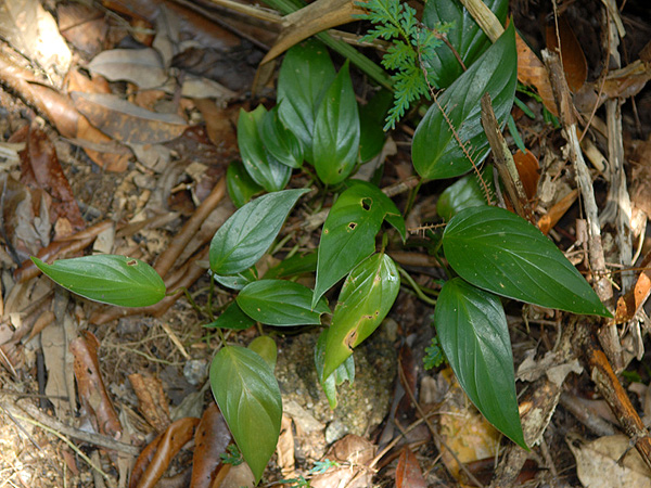 Homalomena griffithii