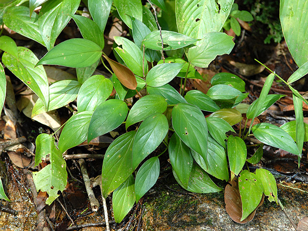 Homalomena griffithii