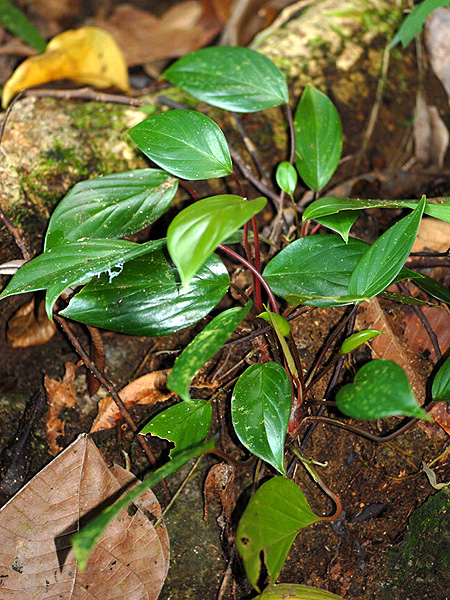 Homalomena griffithii