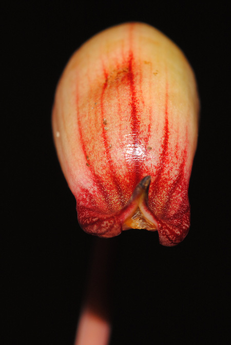 Hottarum truncatum