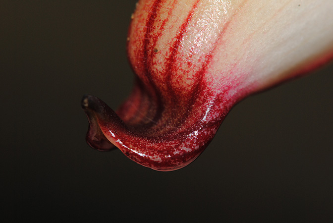 Hottarum truncatum