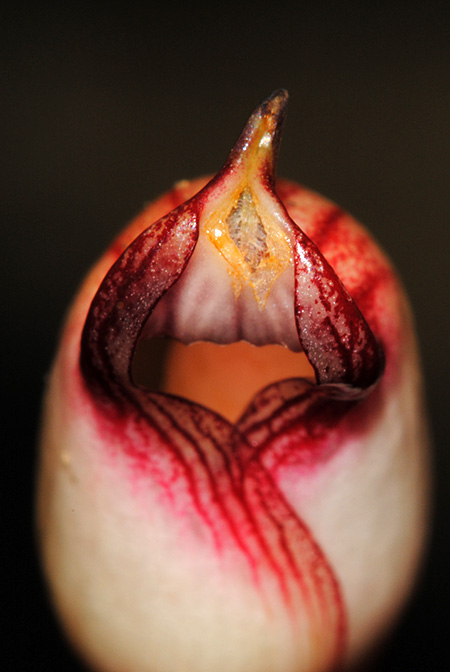 Hottarum truncatum