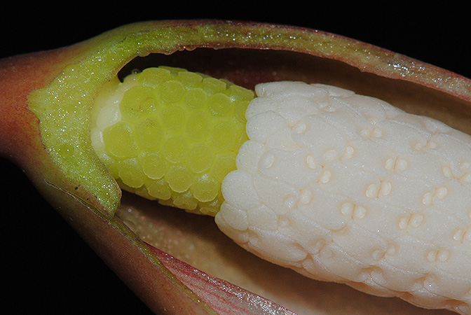 Hottarum truncatum