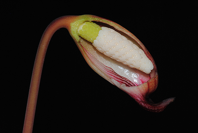 Hottarum truncatum