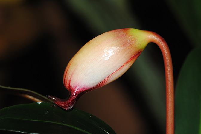 Hottarum truncatum