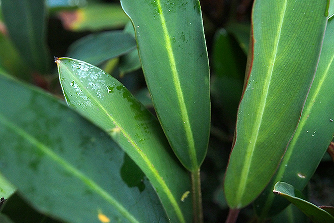 Hottarum truncatum