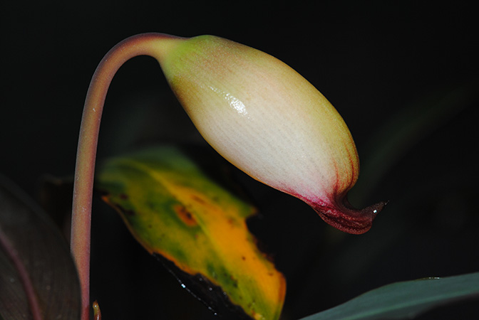 Hottarum truncatum