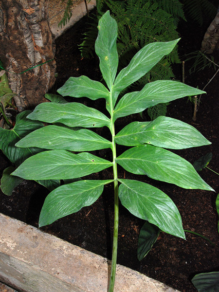 Incarum pavonii