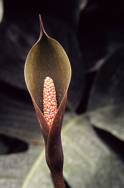 Incarum pavonii
